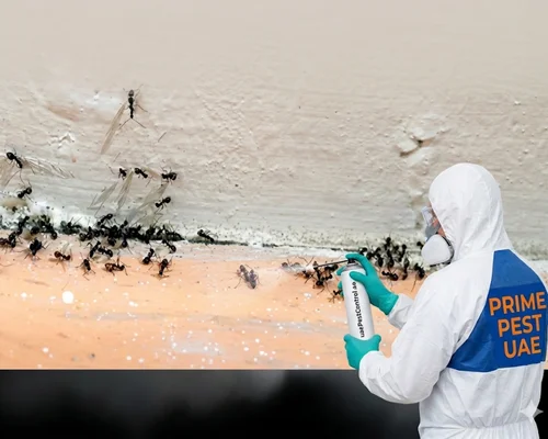 ants removal service in al ain