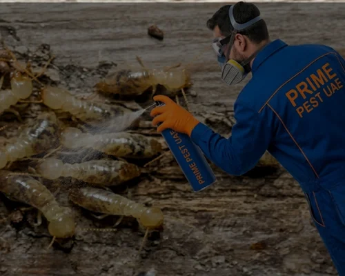 emergency termites control in al ain