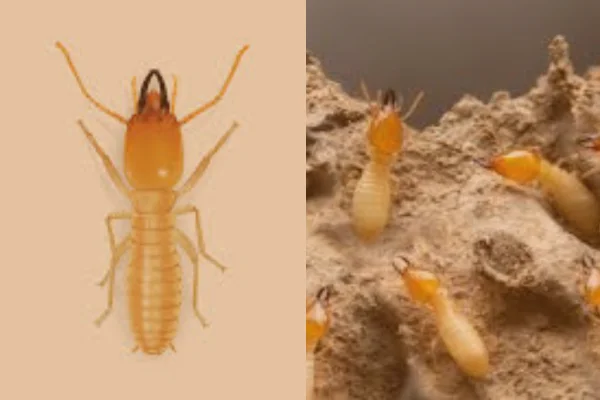 Subterranean Termites control in al ain