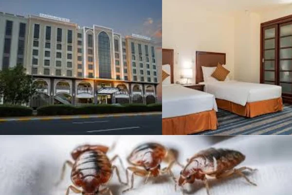 bed bug treatment service for hotel and hostels