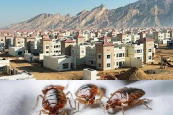 bed bugs infestation treatment in villas al ain