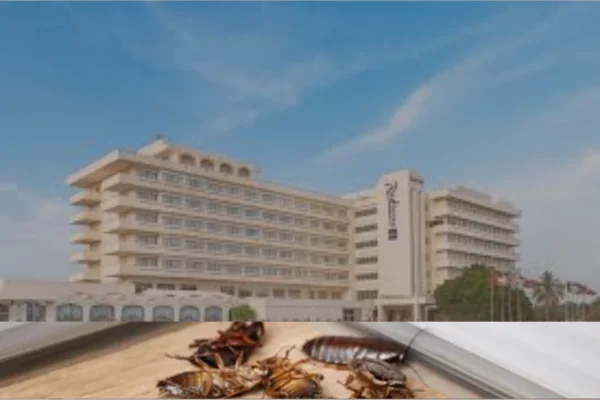 cockroach removal service in homes and appartments in al ain