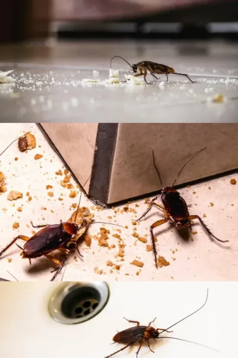 cockroach control al ain