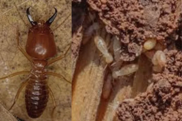 urgentt termite removal service in al ain