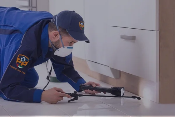 pest control inspection in al jimmi al ain