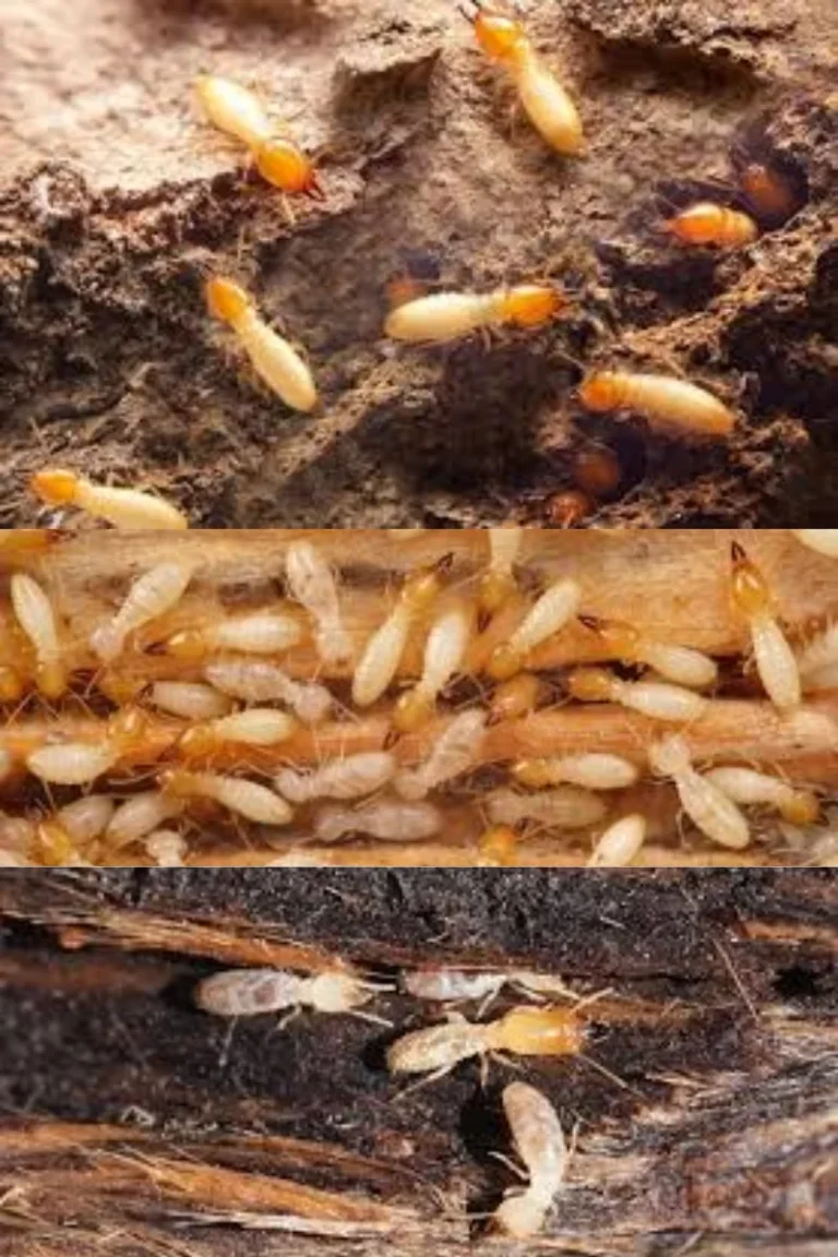 termite contorl al ain