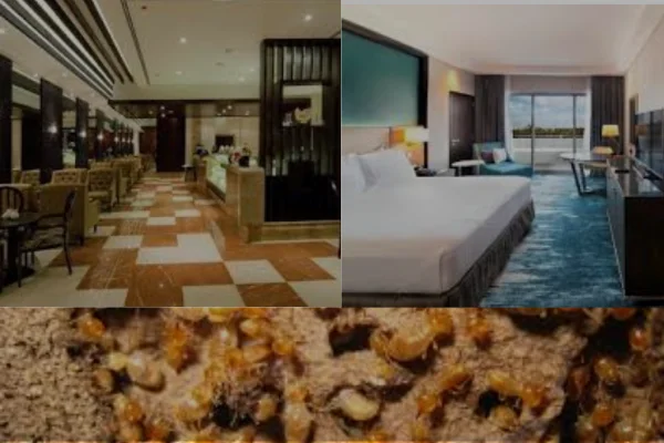 termite control treatment in hotels, hostels, hospitals