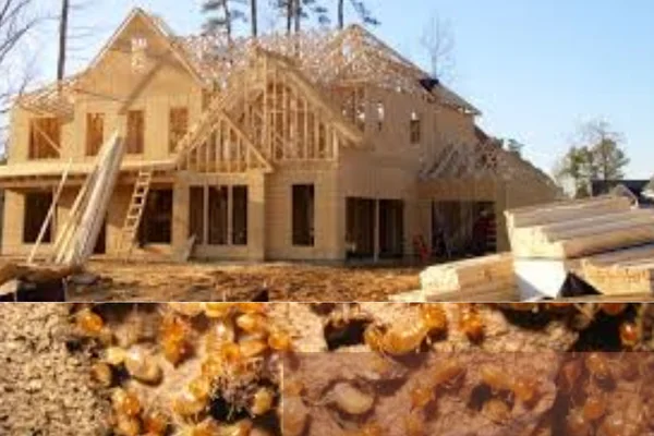 termite control in homes and appartments