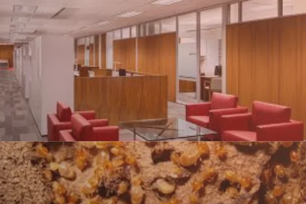 termite control inspection in offices & commercial places