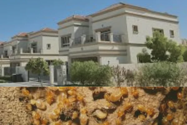 termite control service for villas