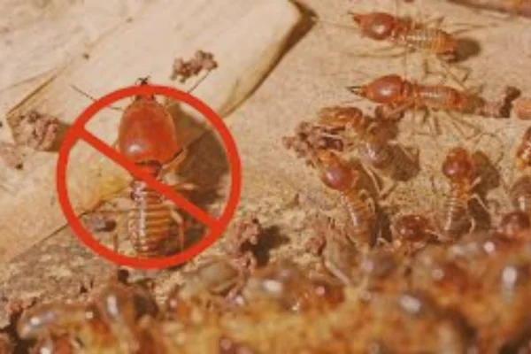 best termite control in al ain