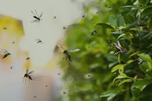 urgent mosquito removal service in al ain