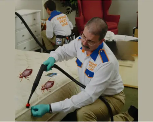 prime pest uae technician remove the bed bugs from a mattress and wall gaps, in al ain villas