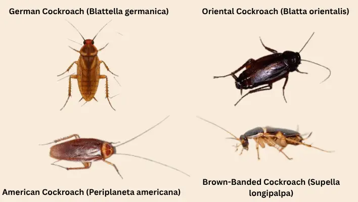 types of cockroaches in al ain