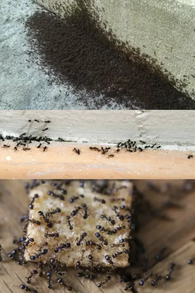 ant control al ain