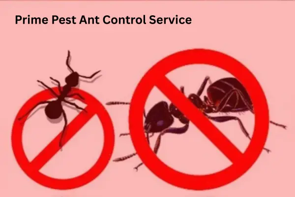 ant control al ain preventions service by Prime pest UAE