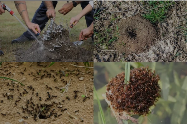 ant control treatment for farms and agricultural field in al ain