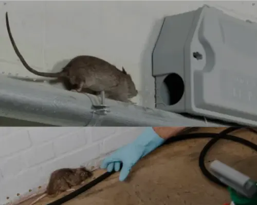 Emergency rodent control in Al Ain showing a large rat moving along an indoor pipe near a tamper-resistant bait station and a gloved technician inspecting a trapped mouse.