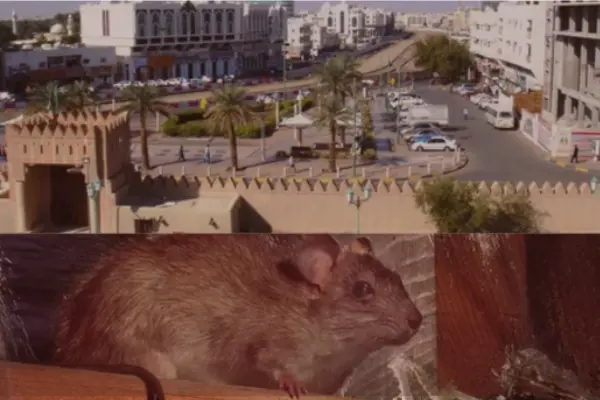 An aerial view of Al Jimi town area with date palms alongside a close-up of a brown roof rat nesting near local buildings, managed by Prime Pest UAE.