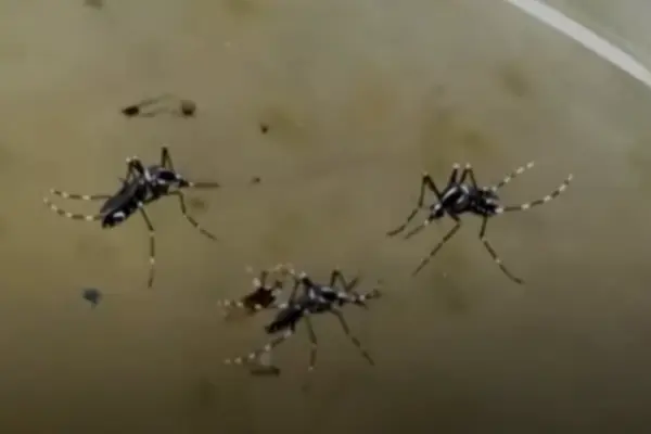 Aedes mosquitoes with distinctive striped legs breeding on standing water, highlighting the need for specialized mosquito control in Al Ain by Prime Pest UAE.