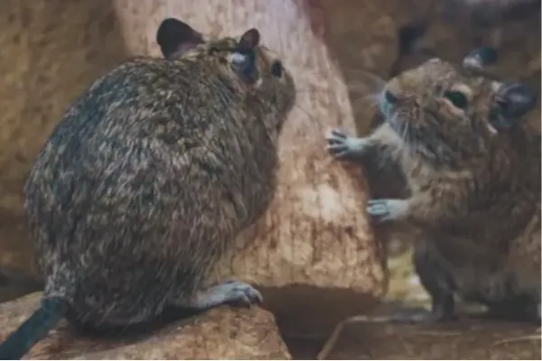 Wild rodents nesting near stone structural foundations in Al Ain, showing the need for advanced rodent exclusion and eradication by Prime Pest UAE.