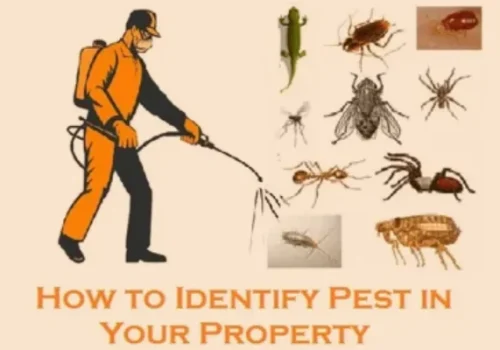pest identification service in al ain