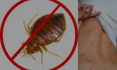 bed bug extermination al ain