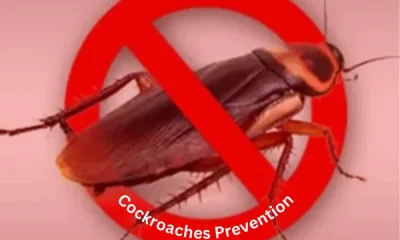 emergency cockroach control treatment al ain