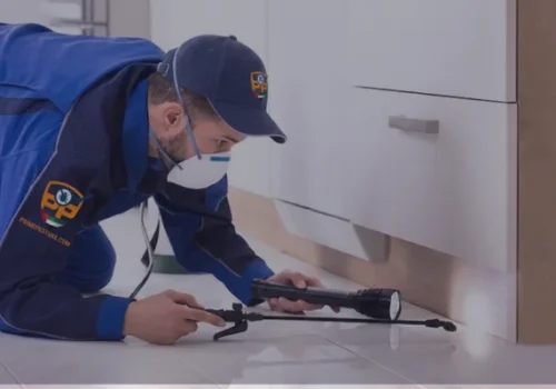 pest control inspection in al jimmi al ain